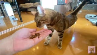 Tundere毛茸茸的猫咪对你的食物不感兴趣。