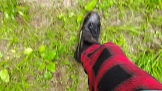 我的 Pornhub 帐户只在货币价值上升值，是我全年更健康的人体