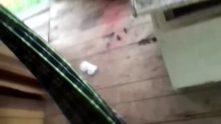 在阿德利诺的花园里，黛利拉一家掀起了潮汐，震动了浴室，但没有沉没Samson浴室